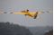 Picture of Fox Glider  4.66m